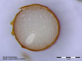   Embryo:   Wurmbea australis ; Photo by South Australian Seed Conservation Centre, used with permission 
